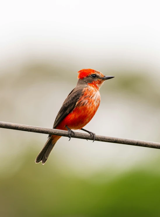 a bird sitting on a wire with a blurry background