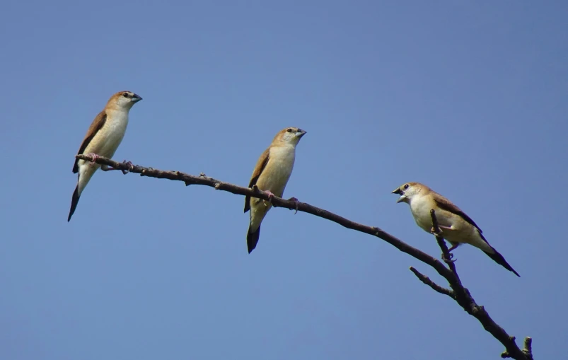 birds on the nch in a clear, blue sky