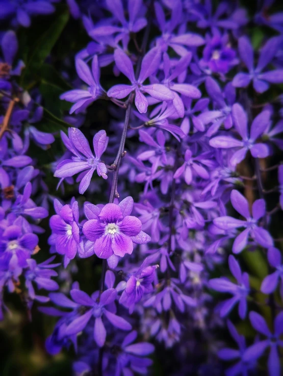 purple flower clusters and some leaves with one growing in the middle