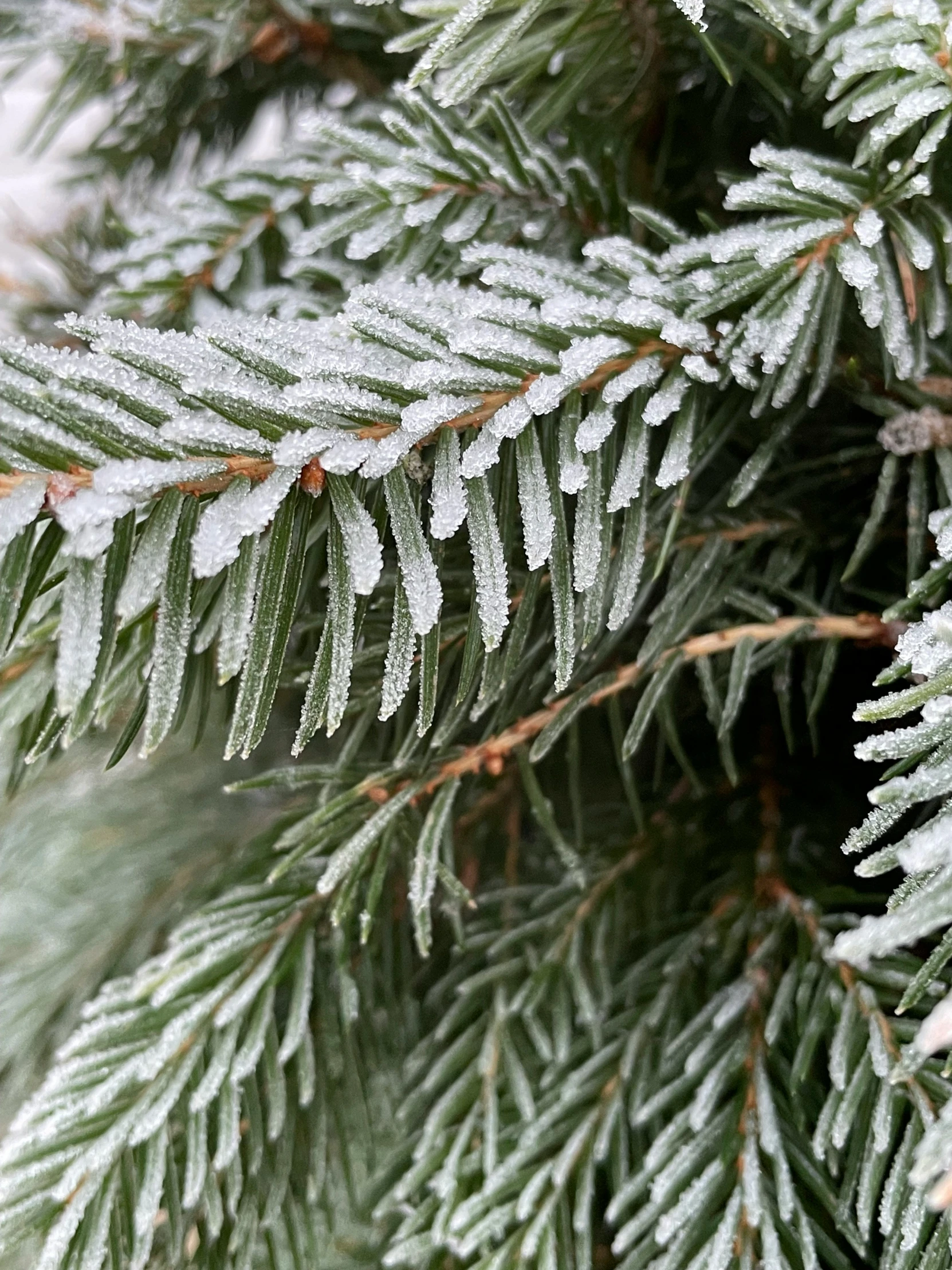 snow covered needles on the leaves of a pine tree