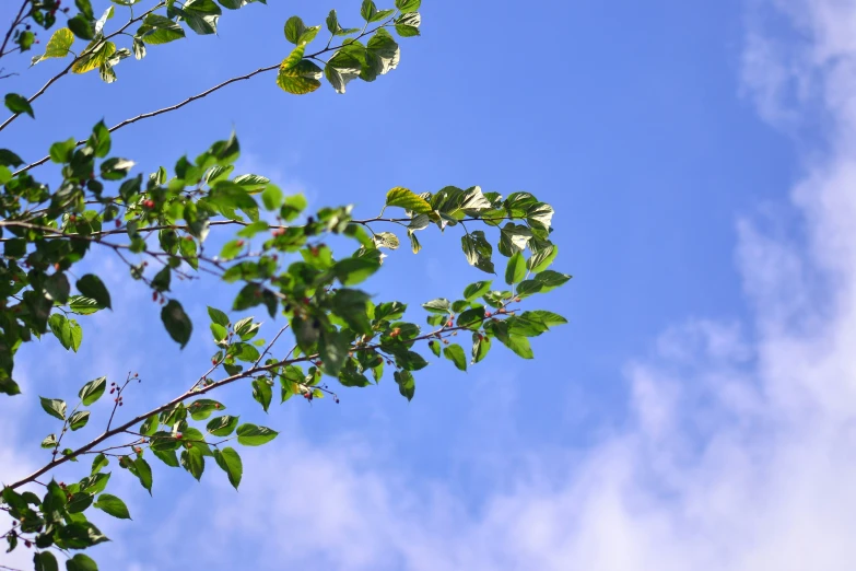 the leaves on a tree are green and thin