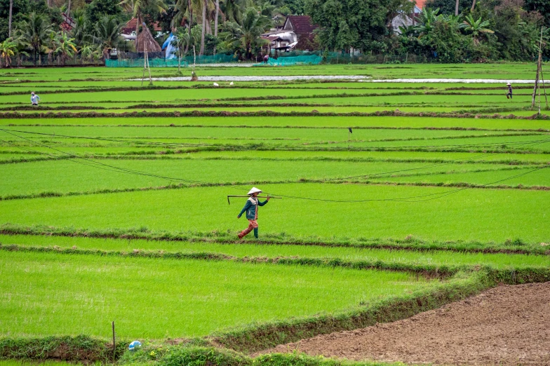 a person holding a hat walks through an open field