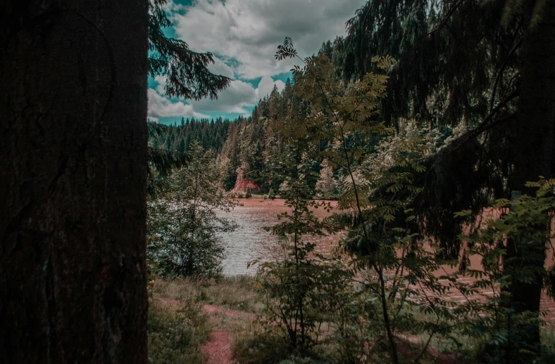 trees, flowers and water are surrounded by vegetation