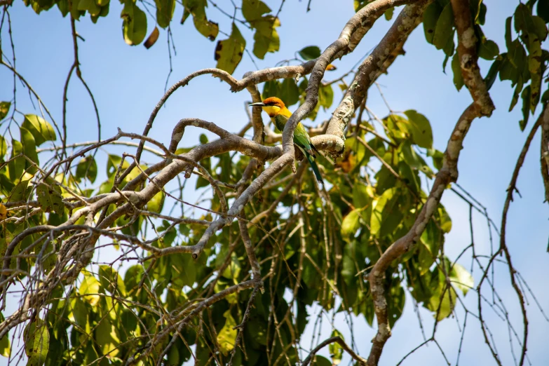 two small birds are perched in a tree