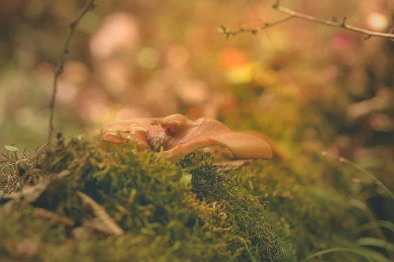 a mushroom is growing on a mossy ground in the woods