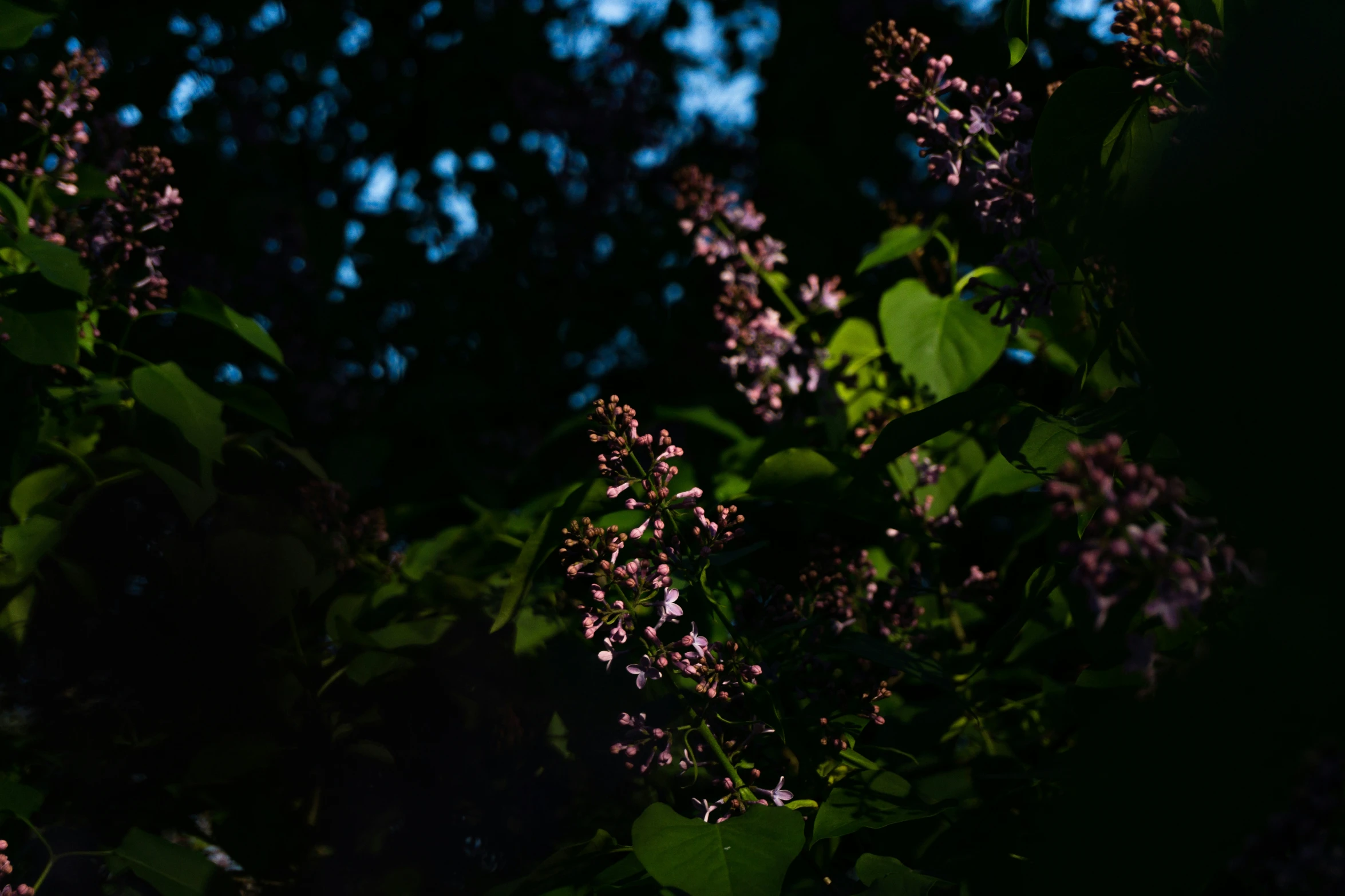 a very bright purple flowering plant lit up in the night