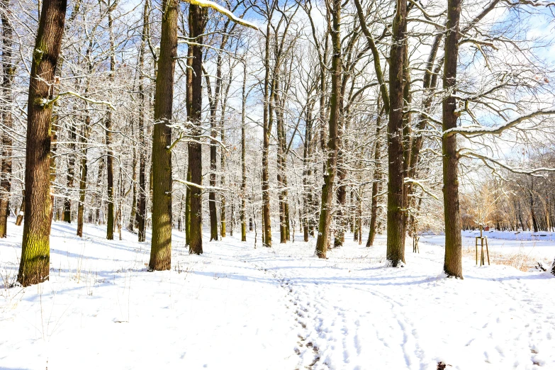 the trees and trail in a wooded area are covered with snow