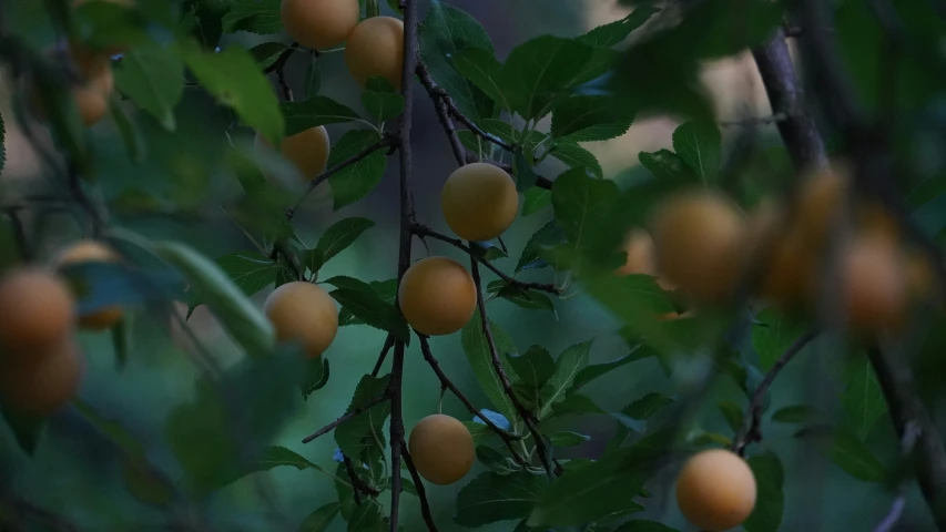 an orange tree with many fruits on it