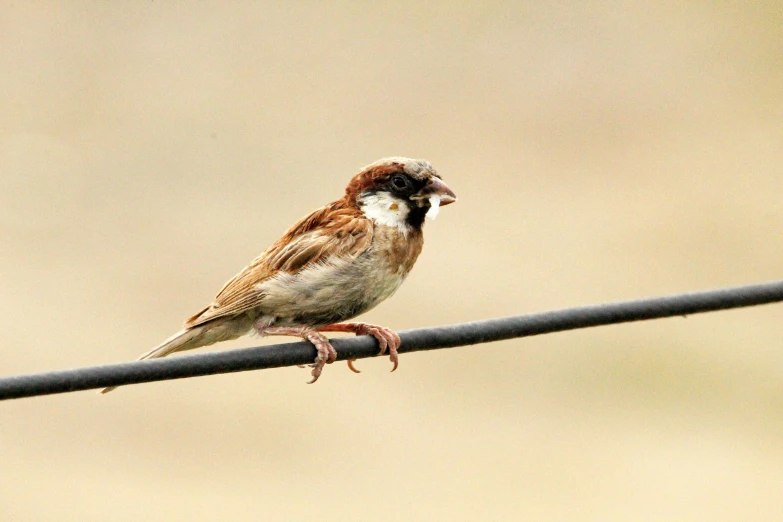 bird sitting on a wire that has a sky background