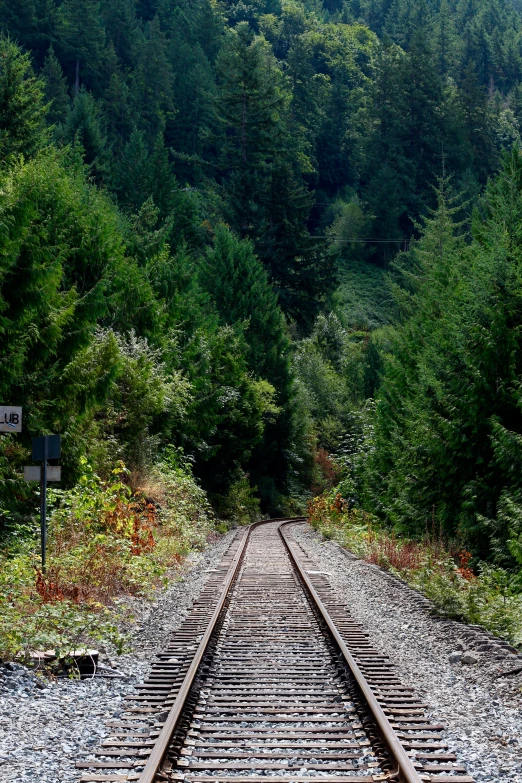 there are many train tracks running through the forest