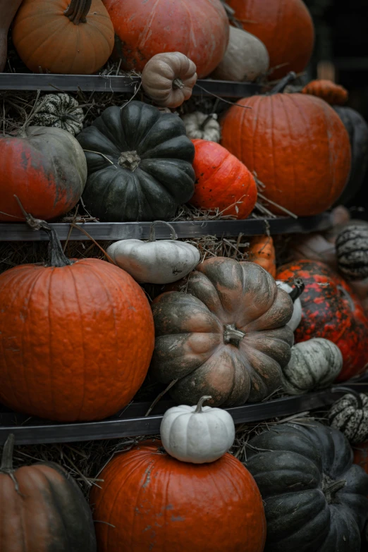 there are many different kinds of pumpkins in this picture