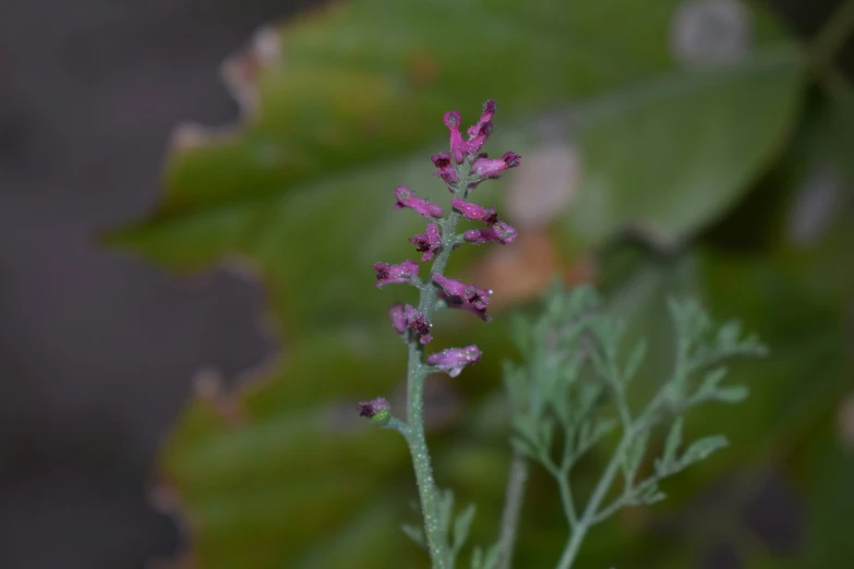 purple flowers bloom on the stems of a tree