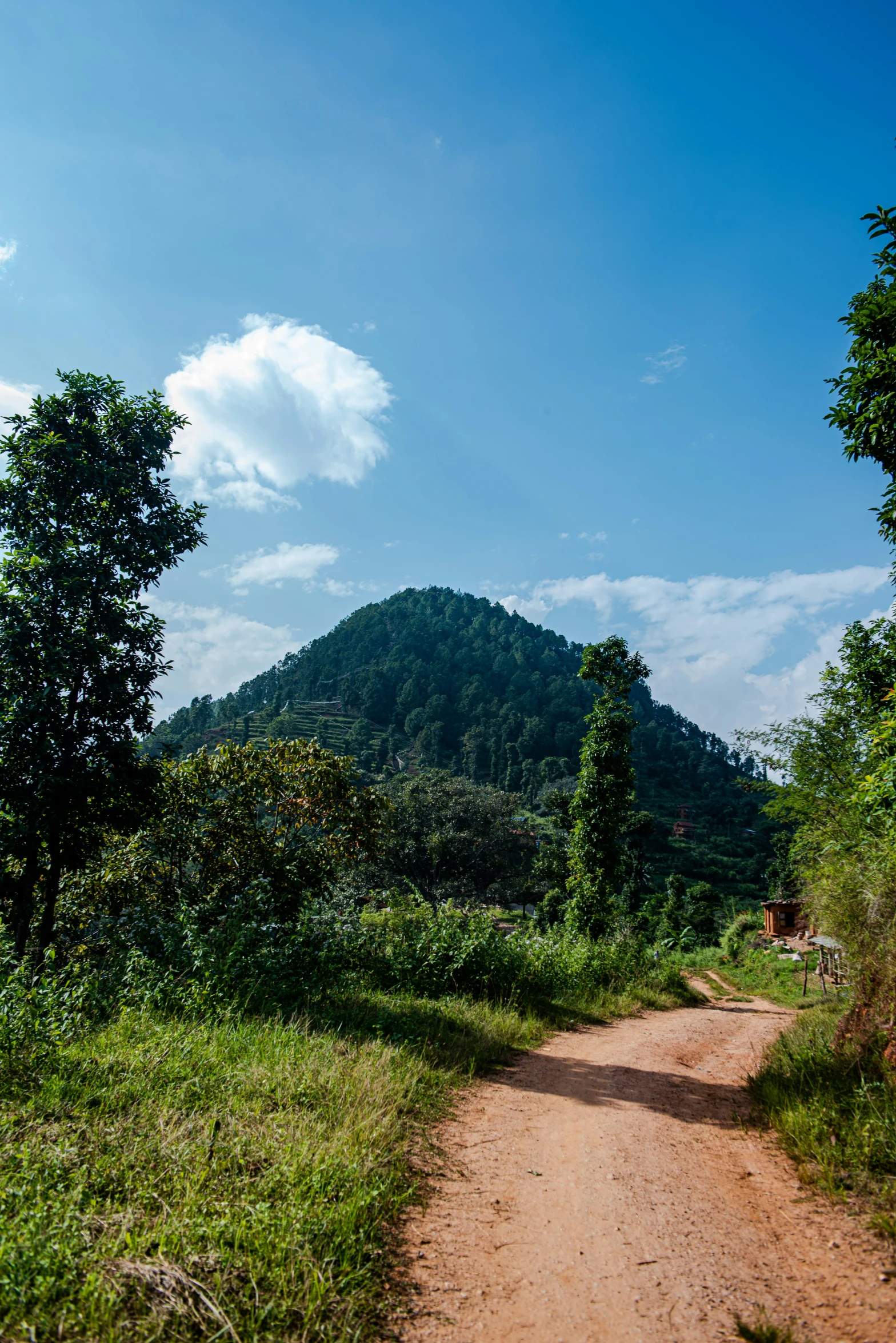 a dirt road with green bushes on both sides and a hill in the background