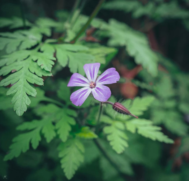 purple flower with green leaves as background