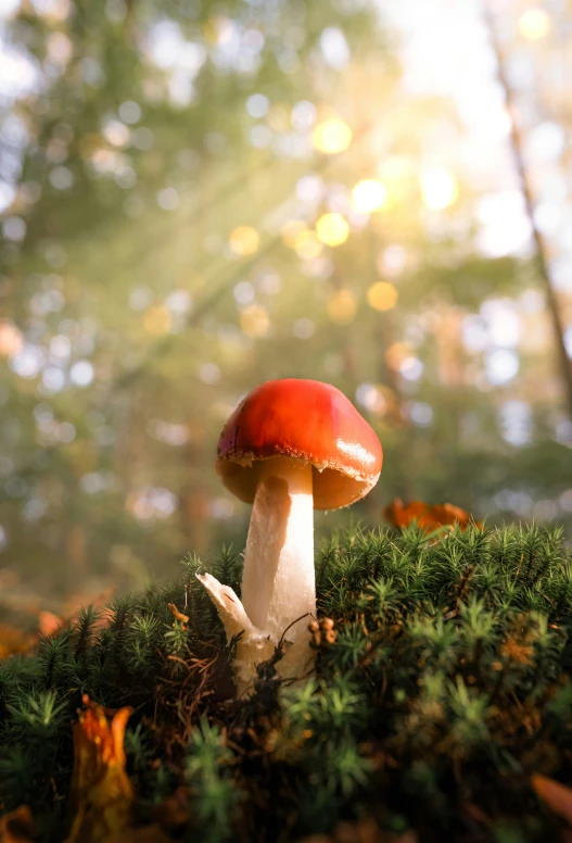 small red mushroom on top of a lush green forest