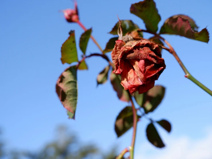 a dried out flower in front of a blue sky