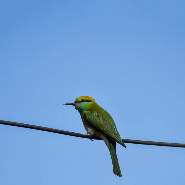 a bird sitting on a wire with blue sky in the background