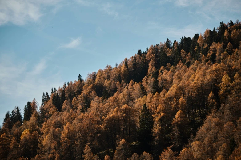 a blue sky with clouds and trees covered in yellow leaves