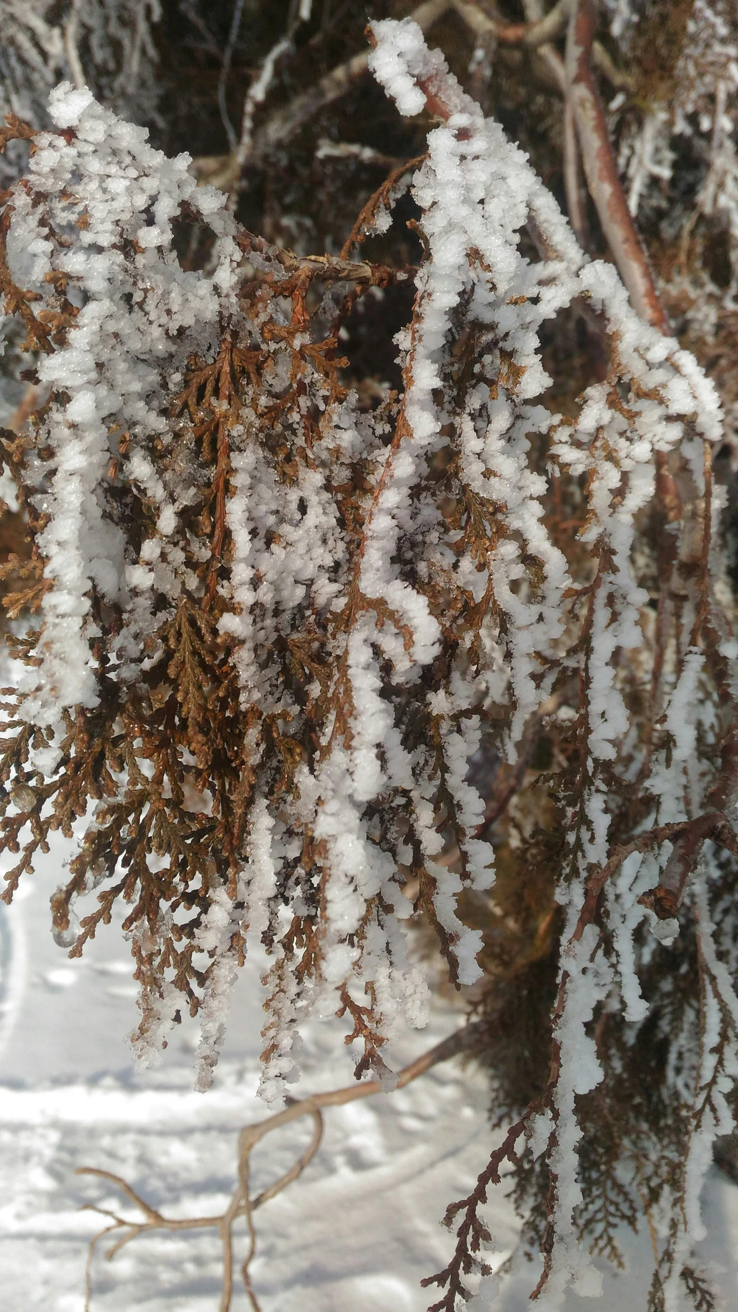 a snowy forest is laden with small fir trees