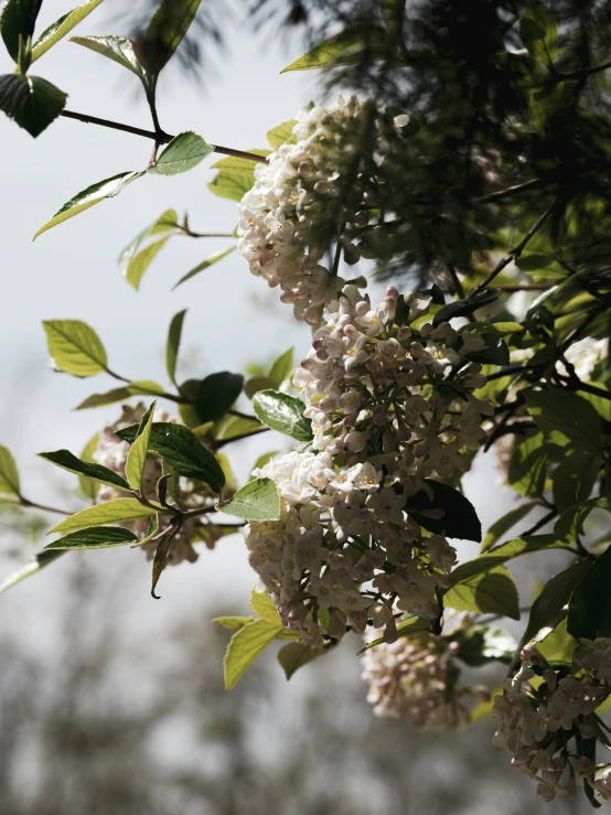 some white flowers are in bloom on the nches