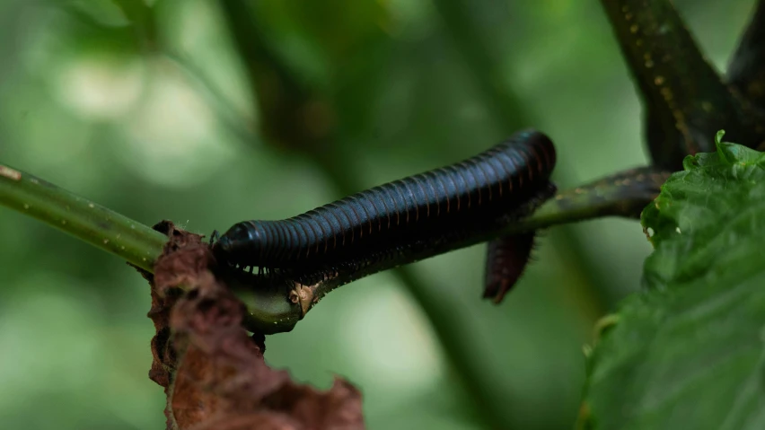 a closeup of a caterpillar on a leaf