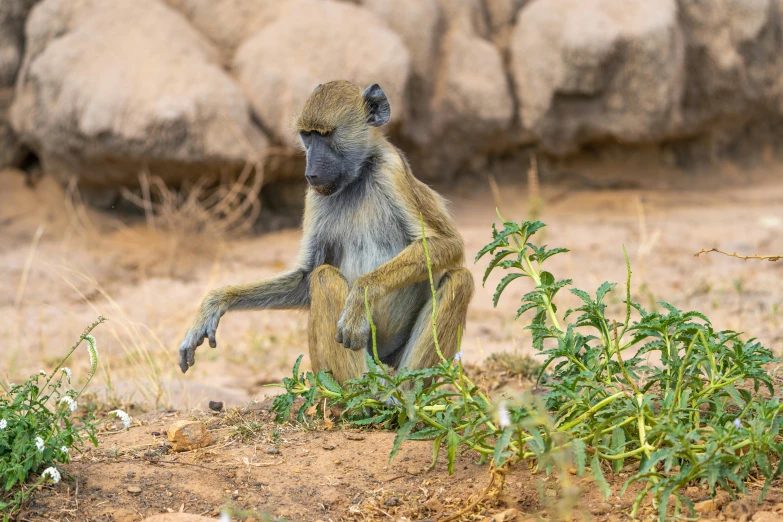 the monkey is sitting on the dirt and plants