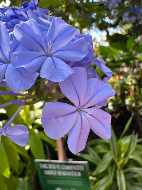 several purple flowers are growing outside on the tree